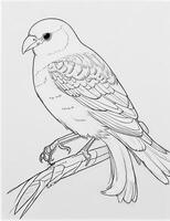 cute Bird for kids coloring page photo