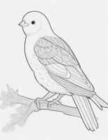 cute Bird for kids coloring page photo