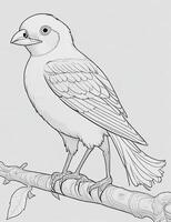 cute Bird for kids coloring page photo
