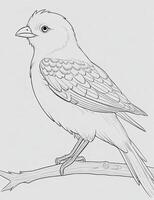 cute Bird for kids coloring page photo