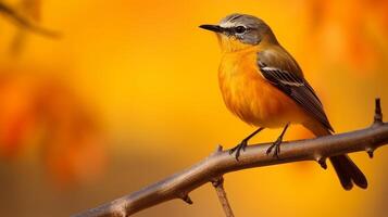 AI Generative eautiful yellow bird female Golden Bush Robin Tarsiger chrysaeus standing on a branch photo