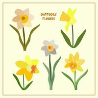 Set with daffodils flowers. Spring plants. Beige, gray, orange, green, yellow. For design of postcards, patterns, etc., notebooks. vector