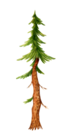 Watercolor illustration of a lush tall green spruce. Forest plant element of spruce or pine. Christmas tree object isolated. Evergreen natural Christmas tree for garden decoration, png