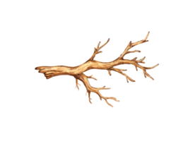 acquerello illustrazione di un' asciutto Marrone albero ramo. un' grafico elemento di un' botanico disegno è un' albero ramo senza le foglie. isolato. naturale arredamento a partire dal asciutto germoglio. png