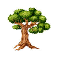 Aquarell Illustration von ein Grün uralt Eiche Baum. Wald Pflanze Element Ahorn, Linde, alt Eiche. isoliert. Single Bild von ein belaubt und immergrün Baum. zum dekorieren ein Garten, Wald, Park png