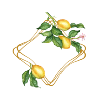 rombo telaio. limoni siamo giallo, succoso, maturo, con verde le foglie e fiore mini cuffie su il rami. isolato acquerello botanico illustrazione. delizioso cibo per disegno, Stampa, tessuto, sfondo, png