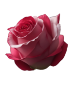 rosado Rosa aislado en blanco antecedentes png