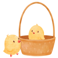 Watercolor composition showcasing two lively chicks. one frolicking inside a basket, the other outside. Cartoon-style illustration capturing the playful spirit of small yellow birds. card and print png