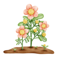 Mature Money Plant Illustration png