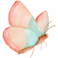 vistoso mariposa acuarela ilustración png