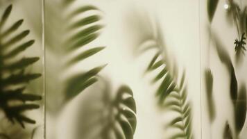 Tropical palm leaves on white wall background. Stock footage. Wallpaper with beautiful green leaves. photo