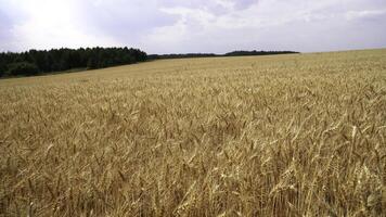 ver de trigo campo en nublado verano día. medios de comunicación. dorado orejas de trigo campo en nublado día. grande agricultores campo de trigo foto