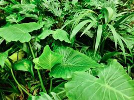 Large green leaves from tropical plants. photo