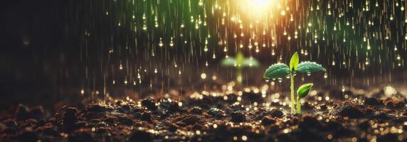 AI generated Watering a young plant in the garden on a sunny day, drops fall on the sprout. Banner photo
