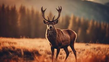 AI generated Red deer stag silhouette in the mist photo