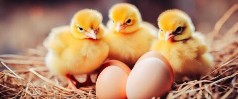 AI generated Little cute baby chicks in a bucket, playing at home, yellow newborn baby chicks photo