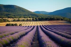 ai generado del Sur Francia Italia lavanda provence campo floreciente Violeta flores aromático púrpura hierbas plantas naturaleza belleza perfume aroma verano jardín florecer botánico olor fragancia prado foto