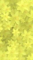 Vertical video - beautiful Springtime floral motion background animation in the style of an oil painting with gently moving yellow daffodil flowers in full bloom.