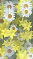 verticaal video - mooi lente bloemen natuur beweging achtergrond animatie met voorzichtig in beweging gele narcis en madeliefje bloemen in vol bloeien in de stijl van een olie schilderen.