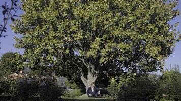 Lush green tree in the summer garden and a man in suit sitting on the ground and leaning on its trunk. Action. Young man having a rest under the tree crown. photo