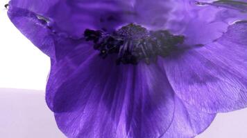 Bright flowers that are dipped into clear water.Stock footage.Flowers that stay on the water , art shooting photo