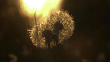 A beautiful dandelion on the background of the sunset.Creative. A beautiful wet and simple flower that has not yet scattered stands and a beautiful sunset is visible from behind, which gives off an photo