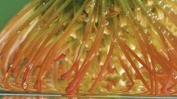 A brilliant flower .Stock footage. The water in which the orange flower is enveloped and they are taken close-up photo