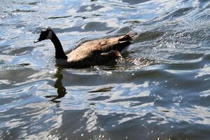 A view of a Canada Goose photo