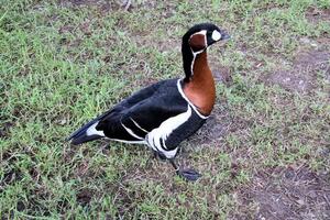 A close up of a Red Breasted Goose photo