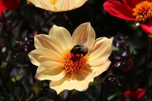 A view of a Flower in a garden photo