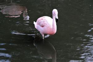 A close up of a Flamingo photo