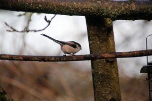 A view of a Long Tailed Tit photo