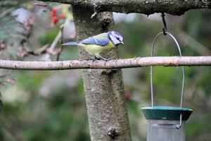 A view of a Blue Tit photo