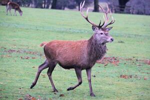 A view of a Red Deer Stag in the winter photo