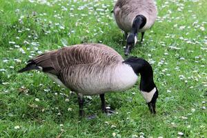 A close up of a Canada Goose photo