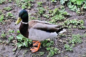 un primer plano de un pato real foto