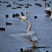 una vista de un cisne cantor foto