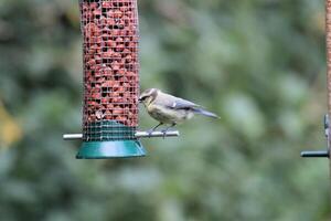 A view of a Blue Tit on a Bird Feeder photo