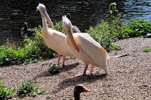 A close up of a Pelican in the sunshine photo