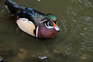 A close up of a Wood Duck photo