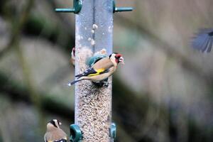 A view of a Goldfinch photo