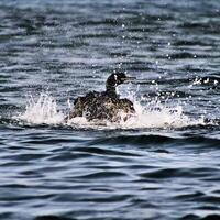 A view of a Cormorant photo