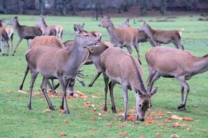 A view of a Herd of Red Deer photo