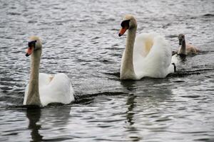 A view of a Mute Swan at Martin Mere Nature Reserve photo
