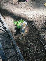 A view of a Grey Squirrel photo