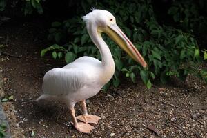 A close up of a Pelican in the sunshine photo