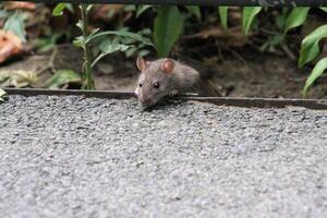 un cerca arriba de un campo ratón foto