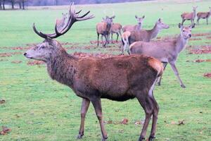 A view of a Red Deer Stag in the winter photo