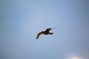 un ver de un arenque gaviota en llandudno foto