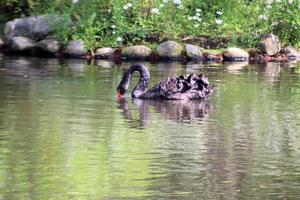 A close up of a Black Swan photo